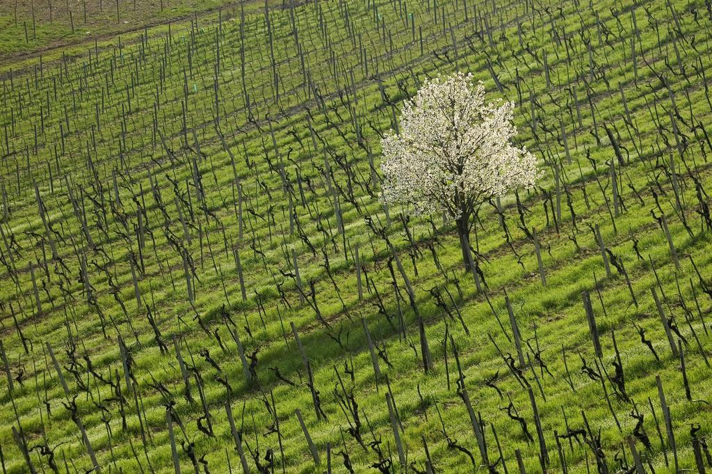 Agriturismo Buondonno كاستيلّينا إنْ كْيانت المظهر الخارجي الصورة
